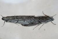 Ephestia kuehniella