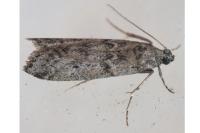 Ephestia kuehniella