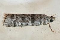 Dioryctria