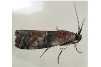 Rhodophaea formosa