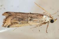 Pempelia genistella