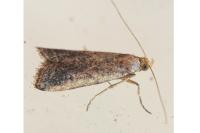 Metallostichodes nigrocyanella