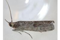 Dioryctria pineae