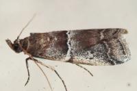 Alophia combustella