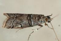 Acrobasis romanella