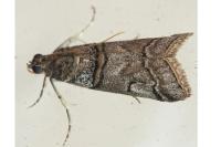 Acrobasis romanella