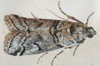 Acrobasis romanella