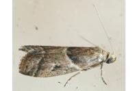 Nyctegretis ruminella