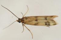 Homoeosoma sinuella