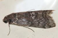 Dioryctria