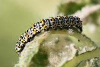 Cucullia verbasci