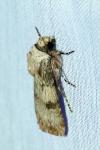 Agrotis puta