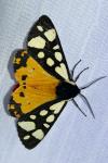 Arctia villica