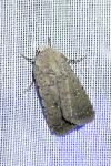 Caradrina flavirena/noctivaga