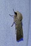 Caradrina flavirena/noctivaga