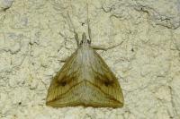 Evergestis forficalis