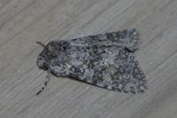 Polymixis xanthomista