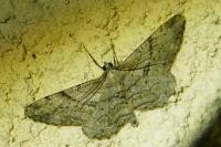 Peribatodes rhomboidaria rhomboidaria