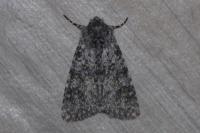 Polymixis xanthomista