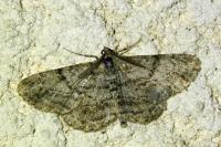 Peribatodes rhomboidaria rhomboidaria