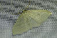 Idaea subsericeata