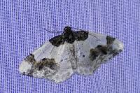Ligdia adustata