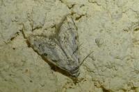 Nola cicatricalis