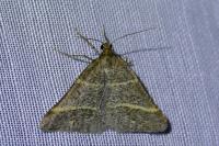 Perigune narbonea