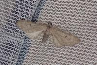 Eupithecia innotata