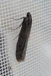 Pyla fusca