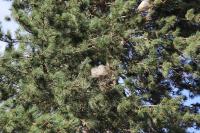 Thaumetopoea pityocampa