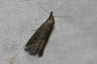 Schrankia costaestrigalis