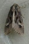 Trigonophora flammea