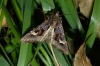 Trigonophora flammea