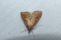 Udea ferrugalis