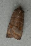 Eupsilia transversa