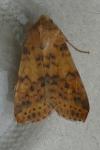 Cirrhia gilvago
