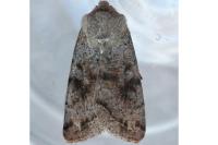 Orthosia incerta