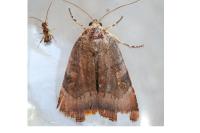 Noctua janthe