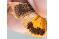 Noctua janthe