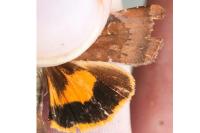 Noctua janthe