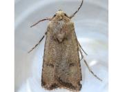 Agrotis segetum