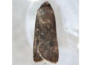 Agrotis trux