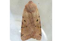 Agrochola lychnidis