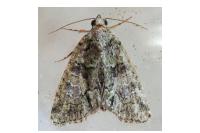 Cryphia ochsi