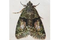 Cryphia