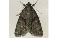Cryphia