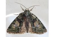 Cryphia