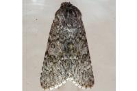 Acronicta euphorbiae