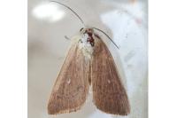 Mythimna sicula